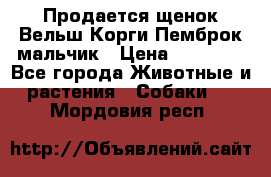 Продается щенок Вельш Корги Пемброк мальчик › Цена ­ 65 000 - Все города Животные и растения » Собаки   . Мордовия респ.
